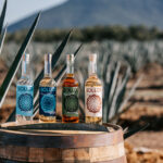 Professional videography capturing tequila bottles in agave field