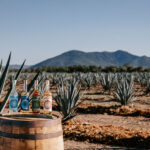 Professional videography of tequila bottles in agave field
