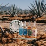 Professional videography photography and drone footage of agave field