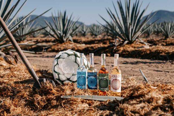Professional videography photography and drone footage of agave field