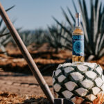 Professional videography photo of agave field with tequila bottle